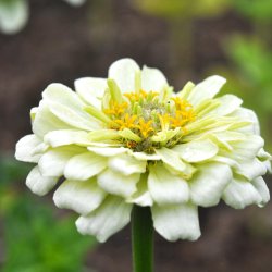 Fr�kenhat fr�. Polar bear. Zinnia elegans. Ca. 200 Fr�.