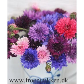 Kornblomster. Polka dot. Centaurea cyanus. Fr