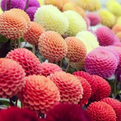 Georginer fr�. Pompon mix. Dahlia variabilis. Ca. 200 Fr�.