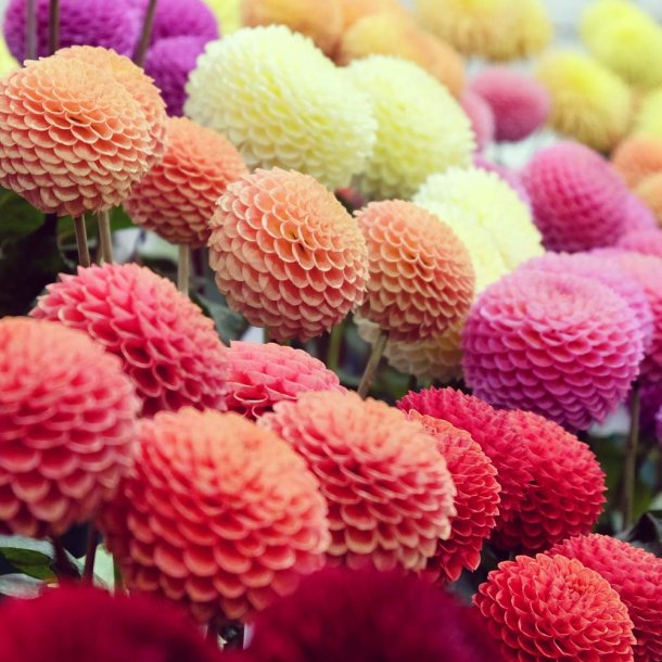 Georginer fr�. Pompon mix. Dahlia variabilis. Ca. 200 Fr�.