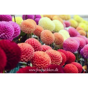 Georginer. Pompon mix. Dahlia variabilis. Fr.