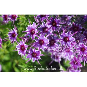 Floks. Popstars Blue. Phlox drummondii. F1. Fr