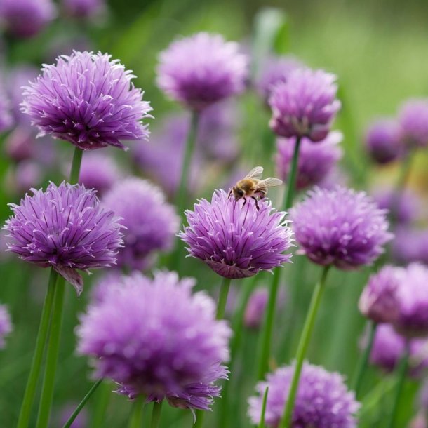Purl�g fr�. Allium schoenoprasum. Ca. 750 �kologiske fr�.