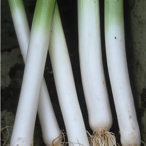 Porre. Hannibal. Allium porrum. kologisk. Fr.