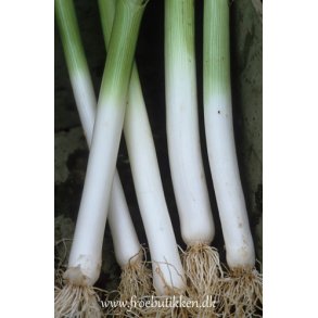 Porre. Hannibal. Allium porrum. kologisk. Fr.