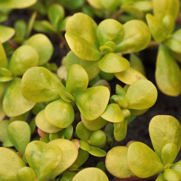 Portulak fr�. Sommer. Portulaca oleracea. Ca. 8800 Fr�.