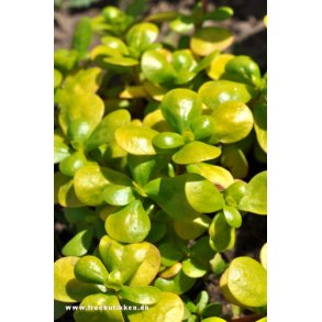 Portulak. Sommer. Portulaca oleracea. Fr.