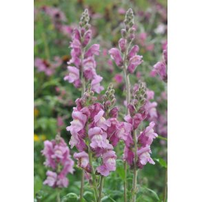 Lvemund. Potomac lavender. Antirrhinum majus. Fr