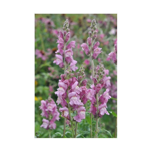Lvemund. Potomac lavender. Antirrhinum majus. Fr