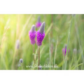 Prrieklver fr. Dalea purpurea. Lilla. Ca. 300 Fr