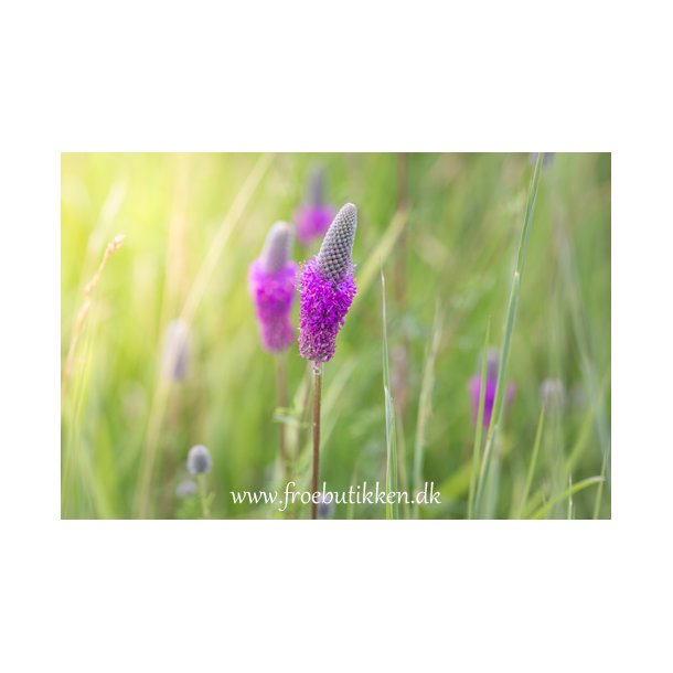 Prrieklver fr. Dalea purpurea. Lilla. Ca. 300 Fr