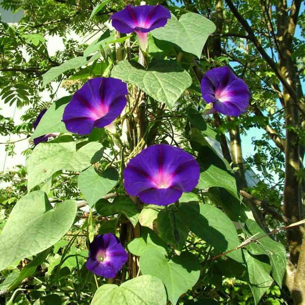 Pragtsnerler fr�. Grandpa Ott. Ipomoea purpurea. Ca. 110 Fr�.