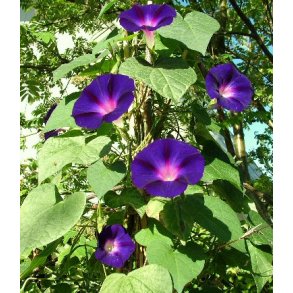 Pragtsnerler. Grandpa Ott. Ipomoea purpurea. Fr.