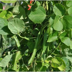 Bnner. Prizewinner. Phaseolus coccineus. Klatrende. Fr.