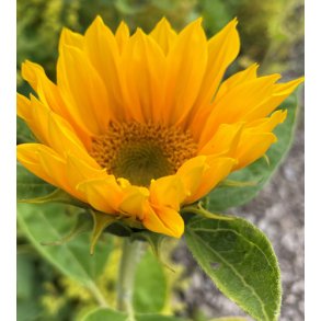 Solsikker. Premier up. Gold. Helianthus annuus. F1. Fr