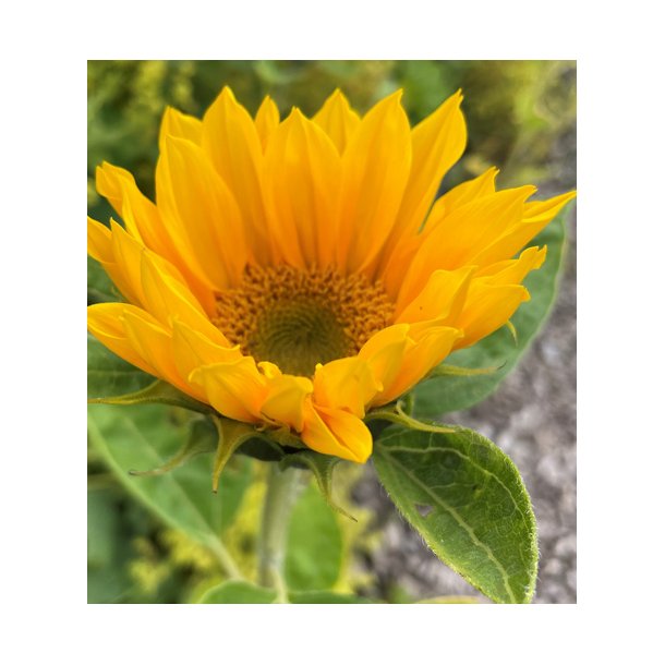 Solsikker. Premier up. Gold. Helianthus annuus. F1. Fr