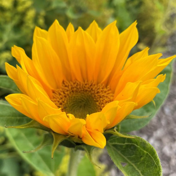 Solsikke fr�. Premier up. Gold. Helianthus annuus. F1. Ca. 20 Fr�