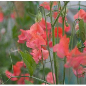 rteblomster. Prince of Orange. Lathyrus odoratus. Fr.
