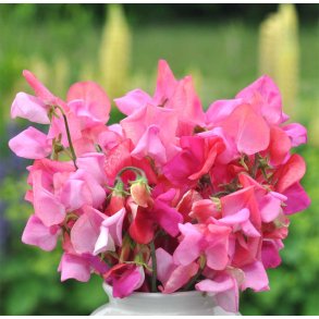 rteblomster. Princess Elisabeth. Lathyrus odoratus. Fr