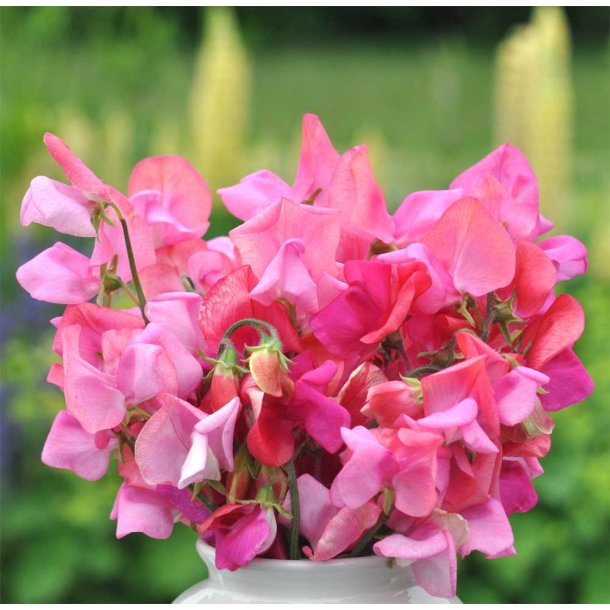 rteblomster. Princess Elisabeth. Lathyrus odoratus. Fr