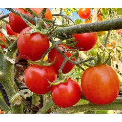 Tomat. Principe borghese. Solanum lycopersicum. kologisk.  Fr.