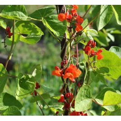 Bnner. Prizewinner. Phaseolus coccineus. Klatrende. Fr.