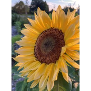 Solsikke. Helianthus annuus. Pro cut peach. F1. Fr