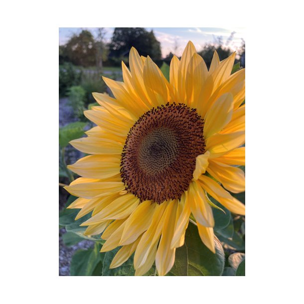 Solsikke. Helianthus annuus. Pro cut peach. F1. Fr