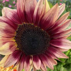 Solsikke fr�. Pro cut Plum. Helianthus annuus. F1. Ca. 20 Fr�