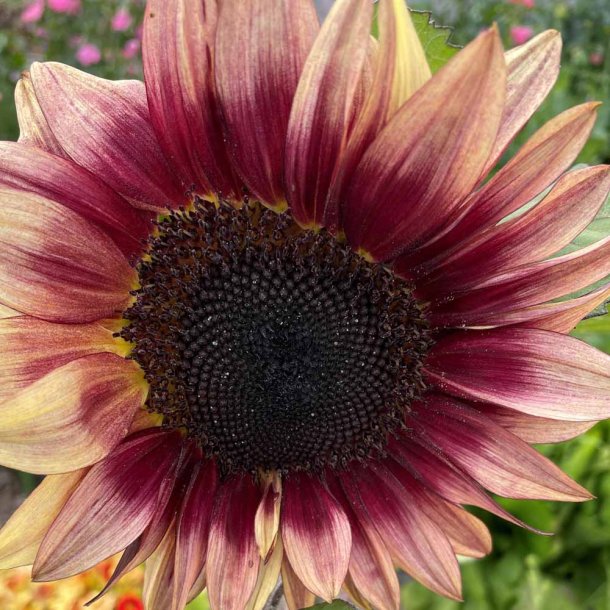 Solsikke fr�. Pro cut Plum. Helianthus annuus. F1. Ca. 20 Fr�