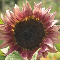 Solsikke fr�. Pro cut Plum. Helianthus annuus. F1. Ca. 20 Fr�