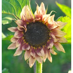 Solsikker. Helianthus annuus. Pro Cut. Plum. F1. Fr