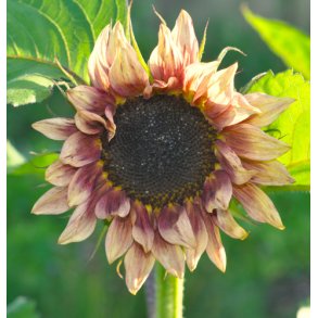 Solsikker. Helianthus annuus. Pro Cut. Plum. F1. Fr