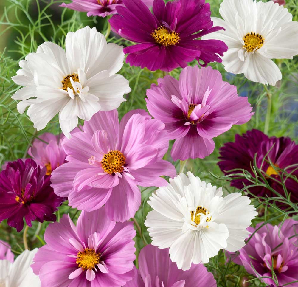 Tusindvis af blomster