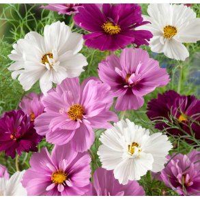 Stolt kavaler. Psyche mixed. Cosmos bipinnatus. fr