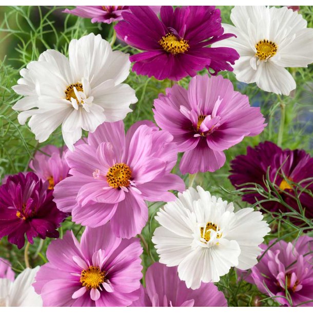 Stolt kavaler. Psyche mixed. Cosmos bipinnatus. fr