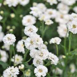 R�lliker fr�. The pearl. Achillea ptarmica. Ca. 1300 Fr�