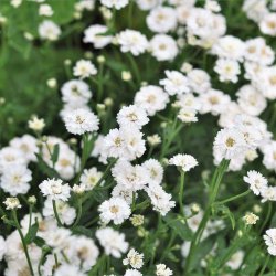 R�lliker fr�. The pearl. Achillea ptarmica. Ca. 1300 Fr�