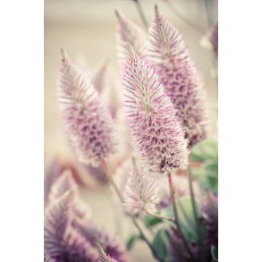 Silkehale. Ptilotus exaltatus. Joey. Fr