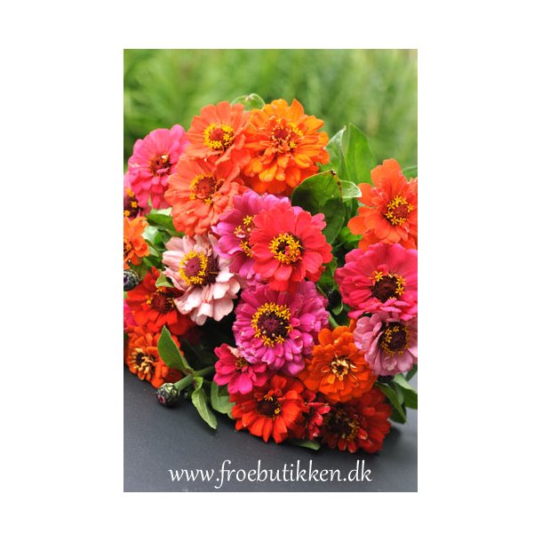 Frkenhat. Pumila mix.   Zinnia elegans. Fr.