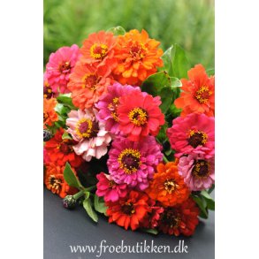 Frkenhat. Zinnia elegans. Pumila mix. Fr.