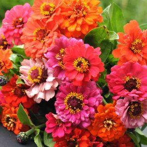 Fr�kenhat fr�. Zinnia elegans. Pumila mix. Ca. 200 Fr�.
