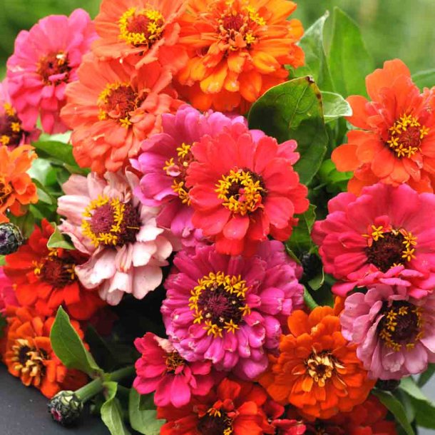 Fr�kenhat fr�. Zinnia elegans. Pumila mix. Ca. 200 Fr�.