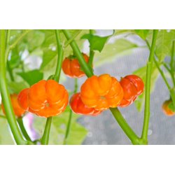 Aubergine. Rd etiopisk. Solanum aethiopicum. Fr