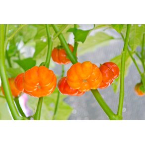 Aubergine. Rd etiopisk. Solanum aethiopicum. Fr