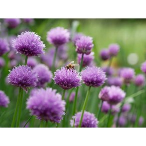 Purlg. Allium schoenoprasum. kologisk Fr.