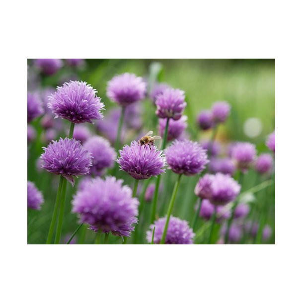 Purlg. Allium schoenoprasum. kologisk Fr.