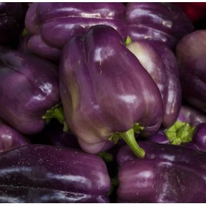 Peber. Purple Bell. Capsicum annuum. Fr