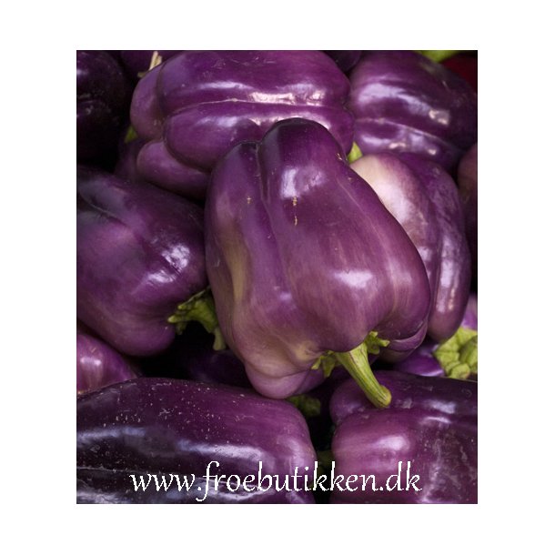 Peber. Purple Bell. Capsicum annuum. Fr