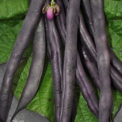 B�nner fr�. Purple Queen. Phaseolus vulgaris. Busk. XL pose. Ca. 320 Fr�.